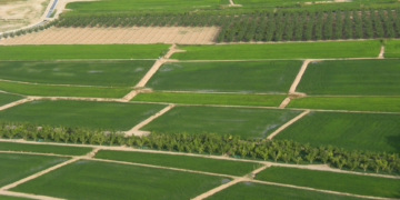 Ayudas para el arroz de Calasparra y Moratalla en el Coto Arrocero