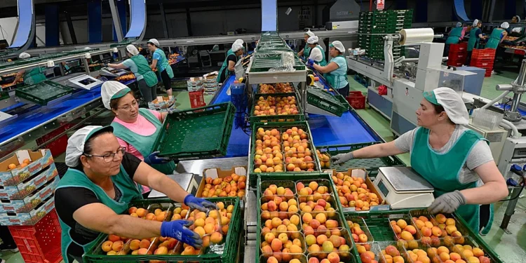 70.000 trabajadores sostienen el motor agroalimentario de Murcia mientras sus convenios siguen bloqueados
